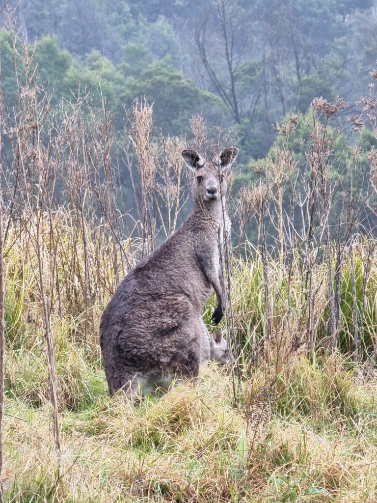 Kangaroo and Joey Mitchell River National Park