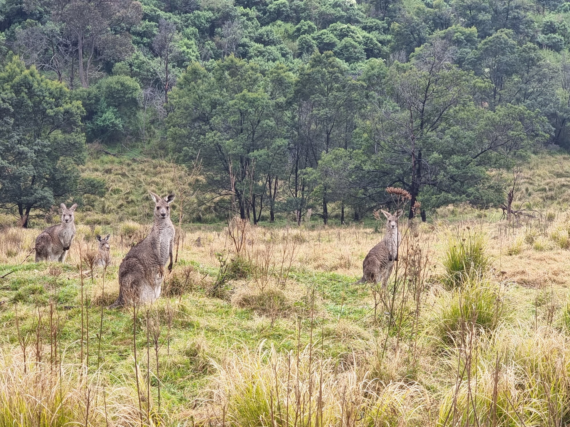 Kangroo's in the wild_Angus Vale National Park
